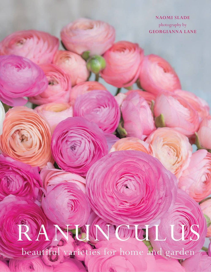 Ranunculus: Beautiful varieties for home and garden - Something Splendid Co.