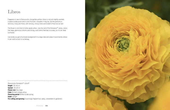 Ranunculus: Beautiful varieties for home and garden - Something Splendid Co.
