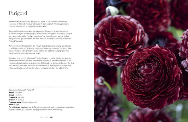 Ranunculus: Beautiful varieties for home and garden - Something Splendid Co.