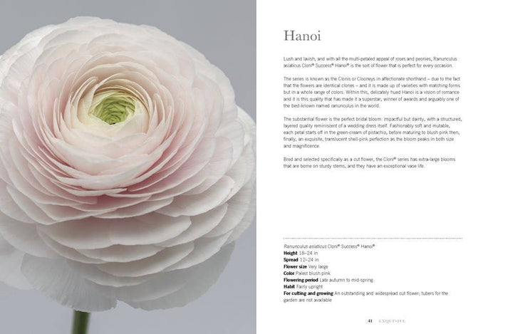 Ranunculus: Beautiful varieties for home and garden - Something Splendid Co.