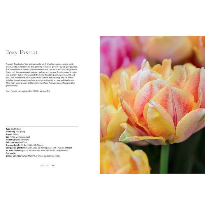Tulips Coffee Table Book - Something Splendid Co.