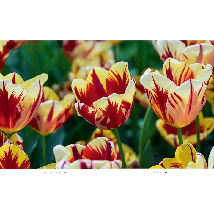 Tulips Coffee Table Book - Something Splendid Co.
