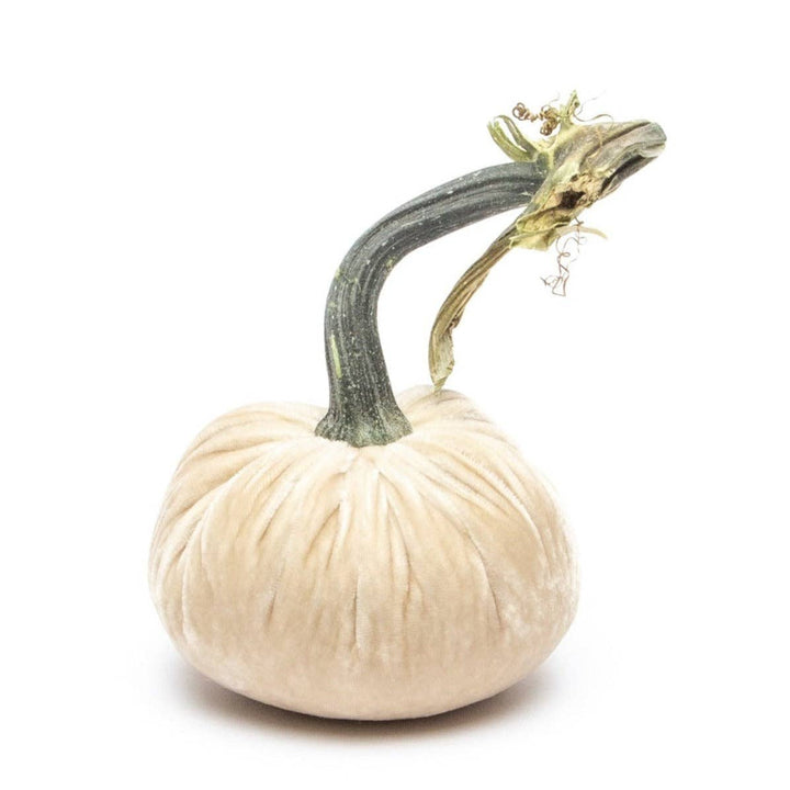 Cream Silk Velvet Pumpkin - Something Splendid Co.