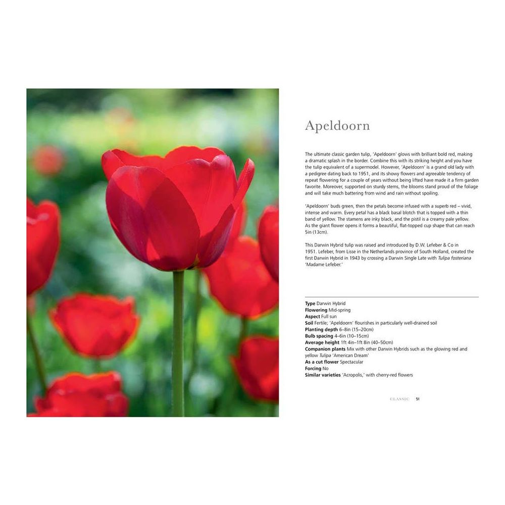 Tulips Coffee Table Book - Something Splendid Co.