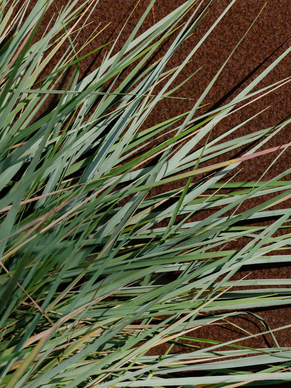 White Vetiver | Pura Smart Vial - Something Splendid Co.